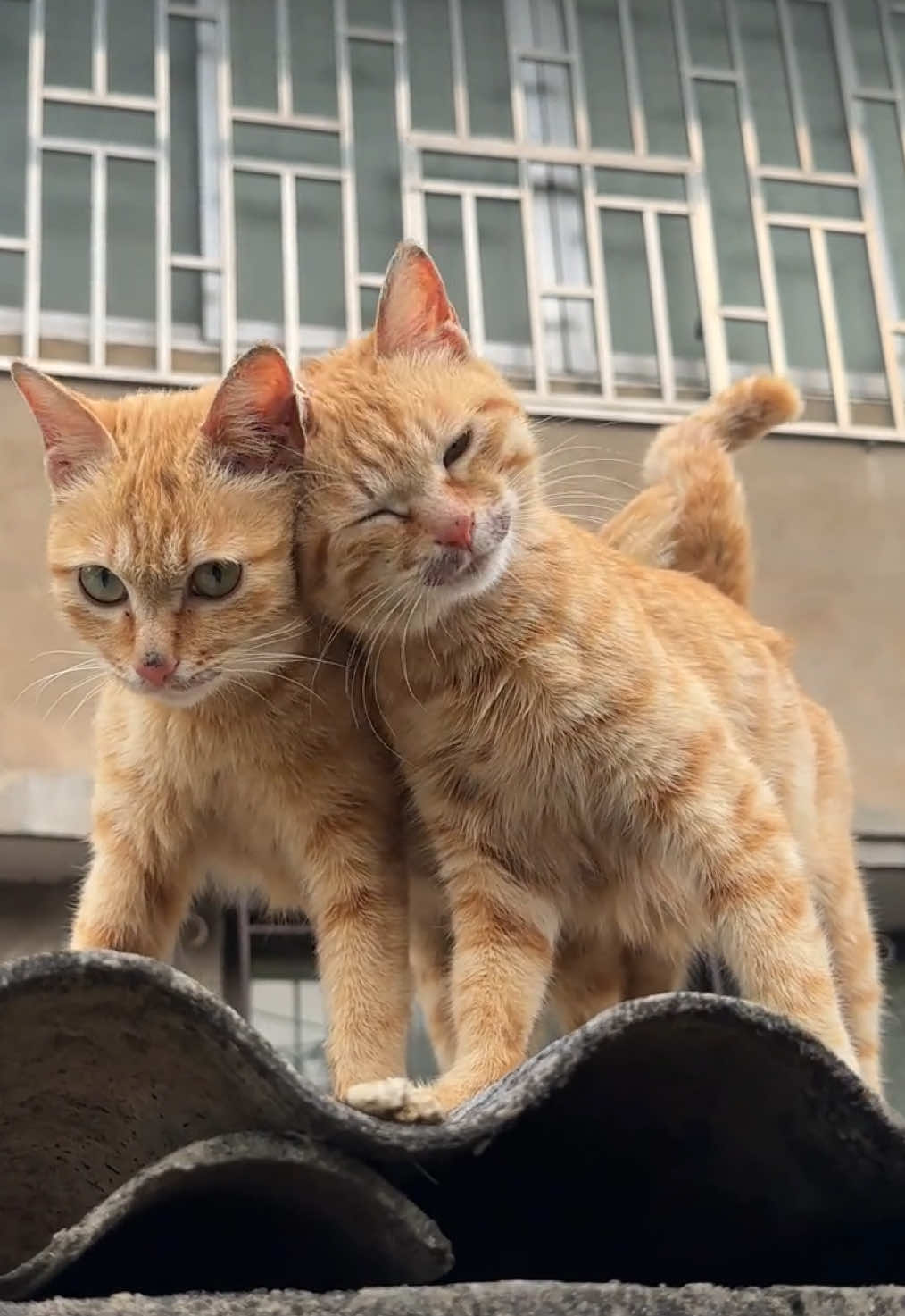 So cute #cutecat #pet #kucing #kitty 