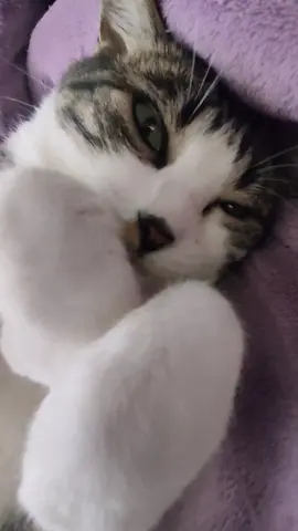 Preguicinha #catlover #catsoftiktok #gatostiktok #cat 
