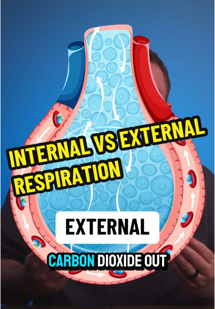Internal vs External Respiration — Know the Difference! O₂ in, CO₂ out — but where it happens matters. External = lungs. Internal = tissues. Simple concept. Crucial to understand. Breathe it in. Pass it on. #respiration #oxygen #co2 #pathophysiology #medicaleducation 