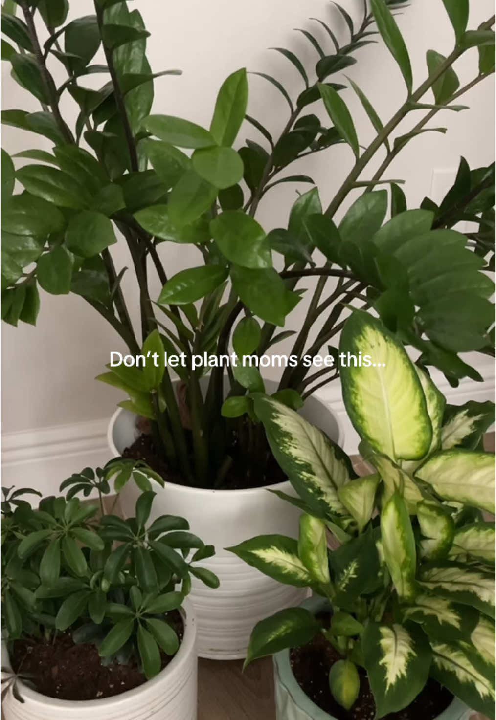 Every plant deserves a mini fairy house 🌿💕 #treehouse #fairy #plant #plantmom #plantsoftiktok 