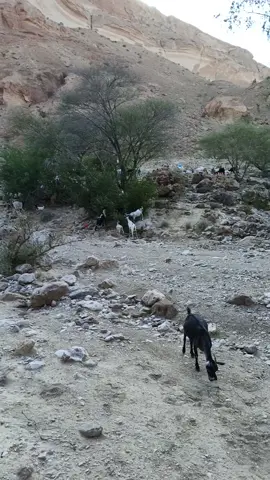 @( راعية الغنم ) 