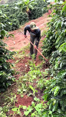 Capinando a lavoura para panhar o café 🌾.#café #agro #agrorotina #lavouradecafe #capina #capinando #trabalhadorrural #roça #seguidores #fyp #fyppp #vaiprofy #vaiprafy #crescernotiktok #seguidorestiktok 