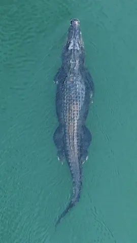 leisurely cruise along the Ord. #saltwatercroc#saltwatercrocodile#crocodiles#crocodilesofinstagram#crocodilesoftheworld#naturevideography#dronevideography#thekimberleyaustralia#eastkimberley#lowerordriver#ordriver#kununurra#wyndham#abcindigenous