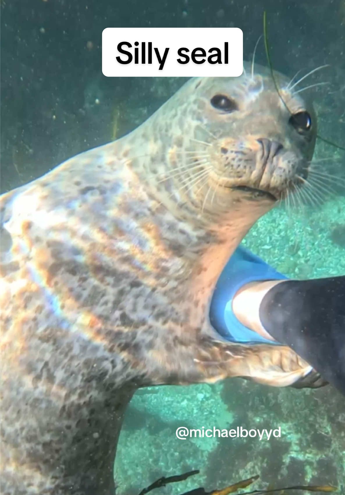 Seeing Dot and rehoming a crab #seal 