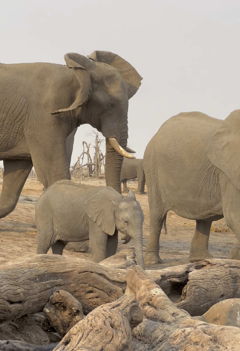Happy Mother’s Day!  A mother elephant drapes her trunk protectively over her baby as a bull approaches. The bull pushes the mother aside, but then pauses and allows the baby to walk in front of him. #elephant  #mothersday #safari #africa #elephants #wildlife #nature   #wildlifephotography #naturephotography #babyelephants 