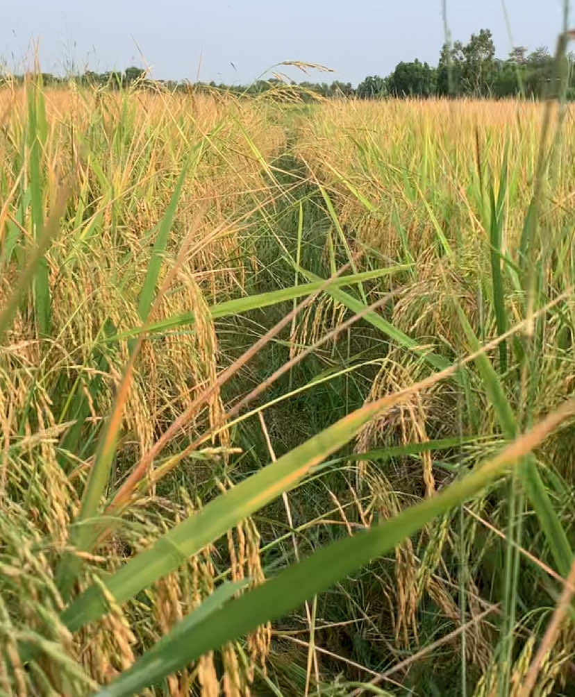 กข85 พร้อมเฉิดฉายแล้วคับ 🌾💯❤️✌🏻 #เที่ยวกับจ๊อส🏕️💙 #กินกับกิ๊ฟ🍱 #จ๊อสกิ๊ฟ_แอบเที่ยว🇮🇩 #บ่าวนาปรัง👨‍🌾 