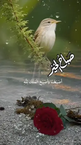 #دعاء_الصباح #صباح_الخير #اصبحنا_واصبح_الملك_لله #يوم_الجمعه #صباحكم_معطر_بذكر_الله #اكتب_شي_توجر_عليه #foryou #fyp #foreyoupage #تصاميم_روح🦋 