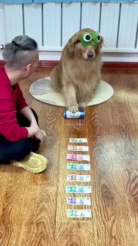 #dog #funnyvideos #funny #fyp #xuhuong 