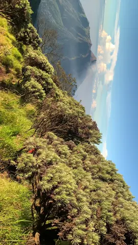 mangu + merbabu + lautan ⛅️   #pendakigunung #merbabu #mountain #mangu #fypage #gunungmerbabu 