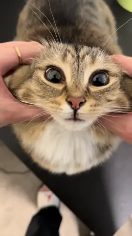 Car burger #catsoftiktok 