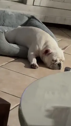 🩷. #puppylove #fyp #frenchie #viralvideo #trending #foryoupage #frenchbulldog #frenchiesoftiktok #frenchbulldog #puppy #Love 