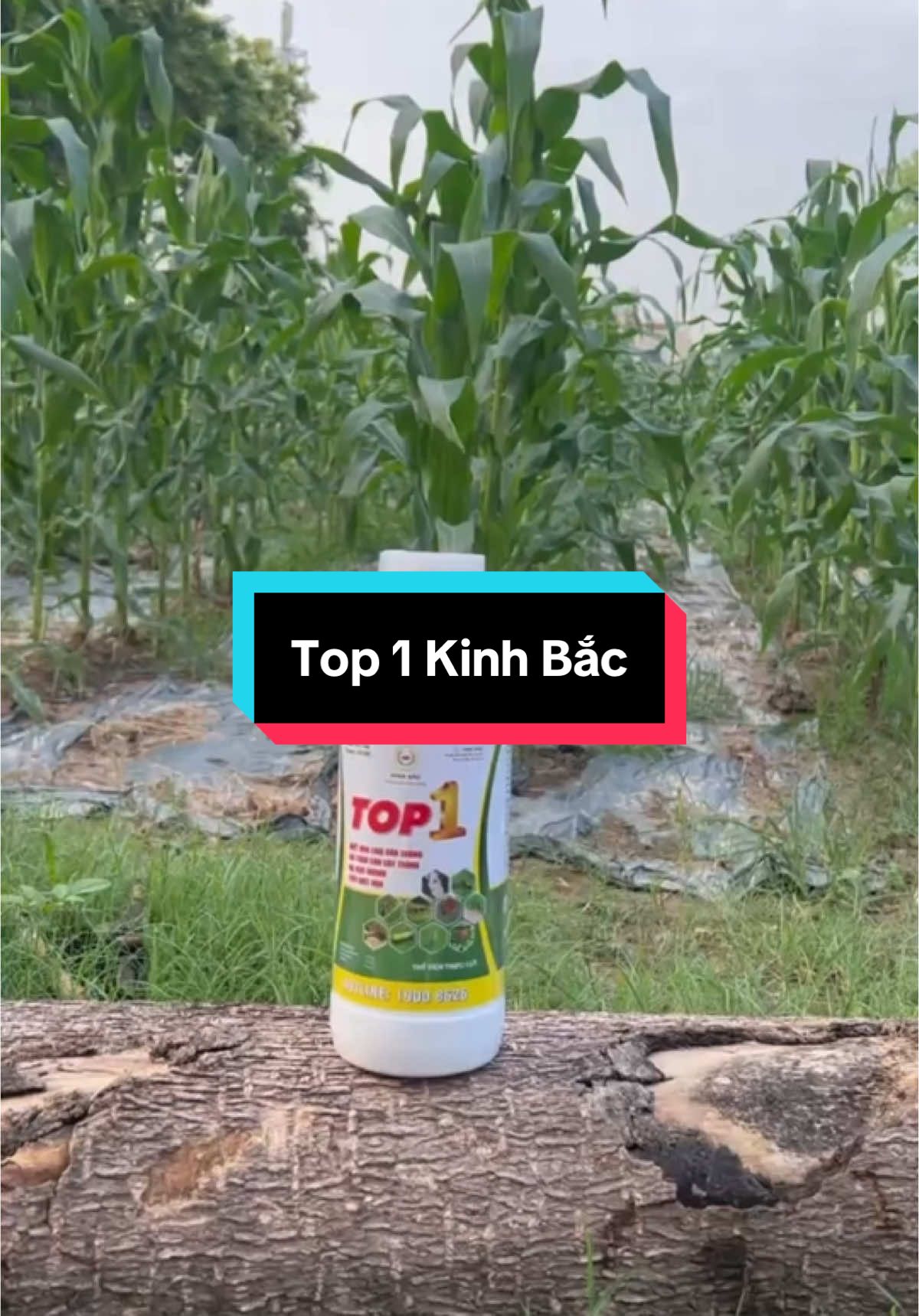 Top 1 trừ côn trùng rầy rệp, sâu đục thân, sâu ăn lá, ruồi vàng, nhện đỏ, côn trùng chích hút. Các bác nhanh tay đặt hàng ạ#top1 #top1kinhbac #thuoctrusau #thuoctrusausinhhoc 