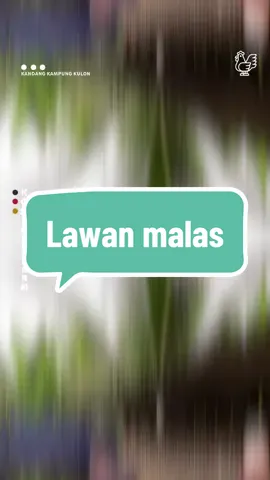 Melawan dirii sendiri justru perlu energi lebih  #farm #ayam #ternak #foryoupage 