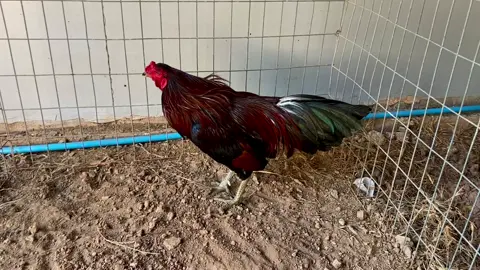 #ចិញ្ចឹមដោយក្ដីស្រលាញ់🐓💯✔ 