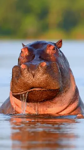 Even a hippo's majesty needs to catch a breath.The river giant emerges just to taste the air. A hippo lifts its head above the water. #hippo #Wildlife #animal 
