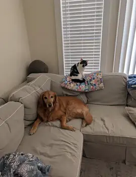 #aiswaydancefilter #fyp #funny #goldenretrieverlife #goldensoftiktok 