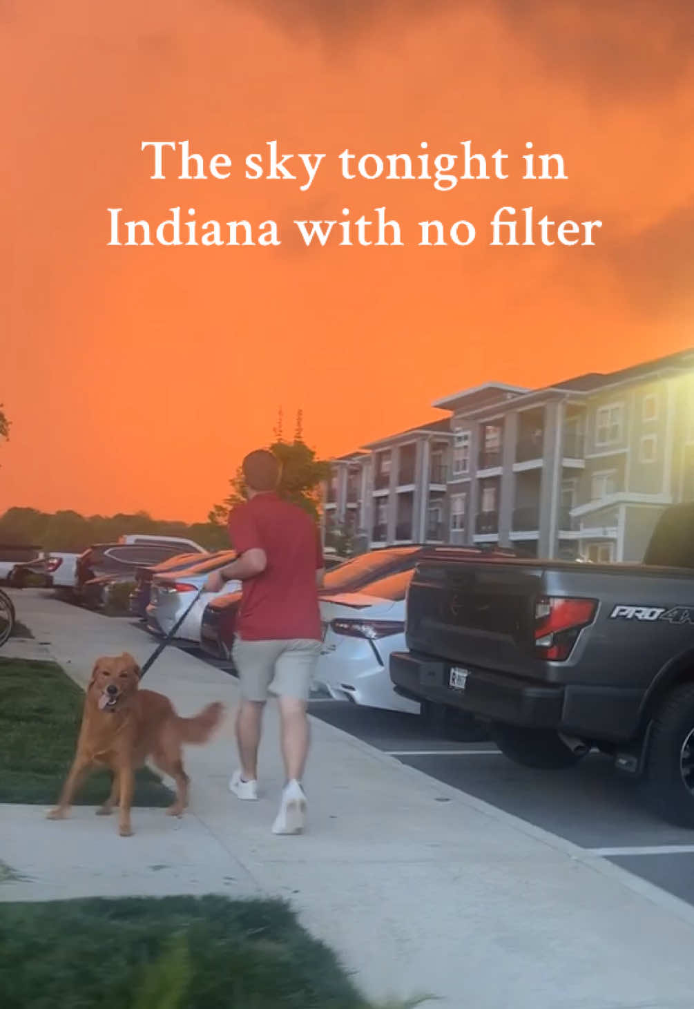 Just tryna get my Amazon package #goldenretriever #golden #puppy #murphthegolden #goldenretrieverpuppy #dogsoftiktok #dogtokers #dogtok #puppytok #goldenpuppy #dogs 
