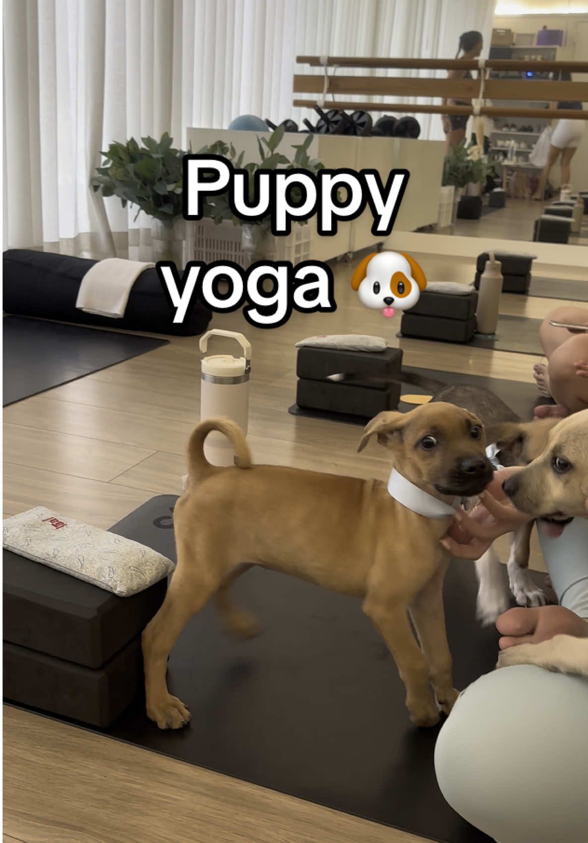Acompáñame a una clase de #PuppyYoga en @siclo.peru 🐶🐾🤎 #yoga #yogagirl #pet #puppy #puppylove #fyp #yogalover #siclo #puppylife #yoga #alo @Sprint 