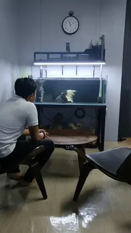 Sampai rumah terus layan dua ni lama tak update pasal dua ekor ni. #ikanhiasan #ikanaquarium #aquarium #hobby #koimalaysia #koifish #koibutterfly #platinumbutterflykoi 