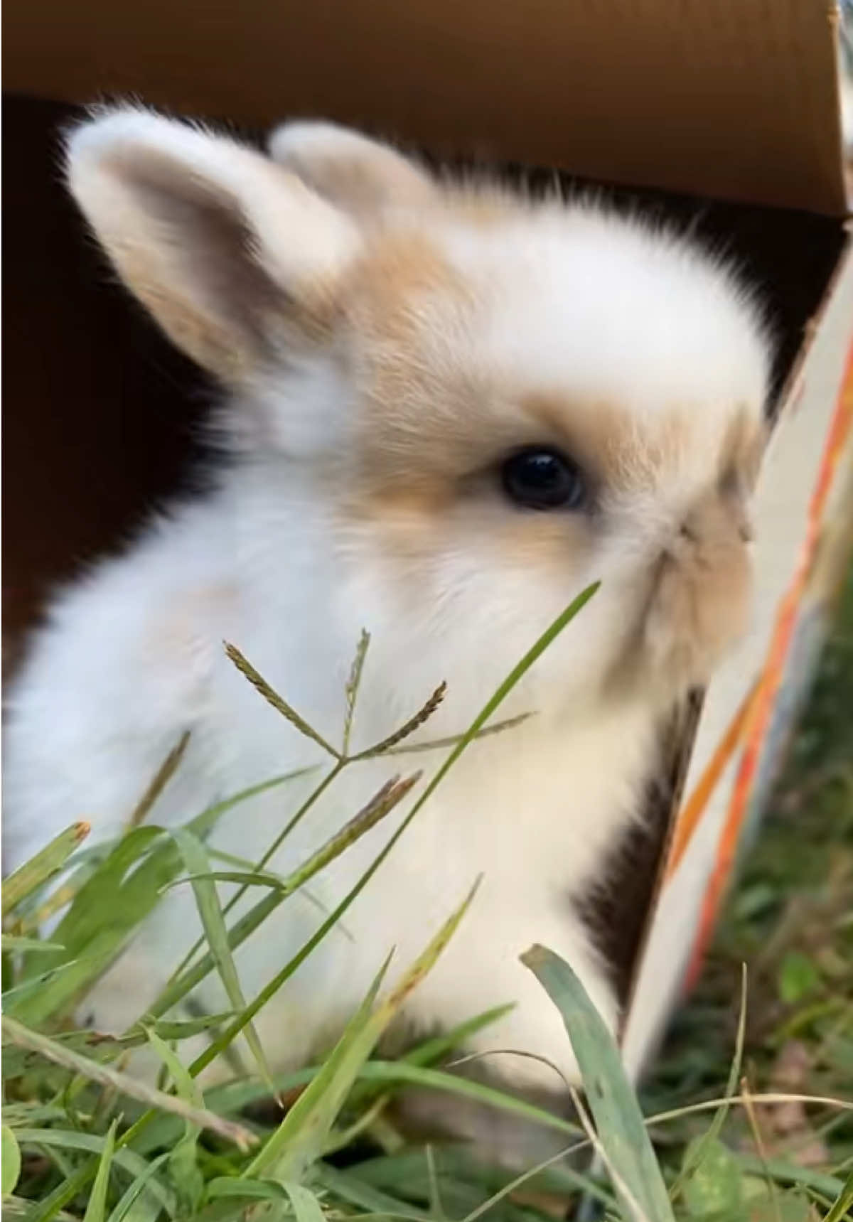 Old video, but just missing having babies around! #rabbittok #hollandlop #fyp #roanoke #rabbitsoftiktok #BlueRidgeHollands #cuteanimalsoftiktok #adorableanimalsoftiktok #virginia #bunnytok #bunnyoftiktok #adorable #fypシ #bunny 