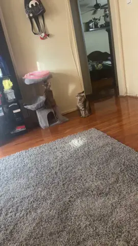 #foryoupage #fyp #catsoftiktok #catlover 