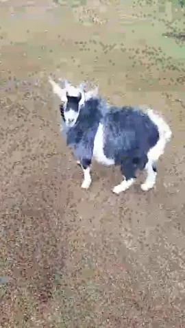 Replying to @ndirish03  R.I.P Billy 💔he was always cute and was my companion for over 8 year , I'm gonna iis you😭🙏#fypシ #fyp #goat #rip #overtherainbow 