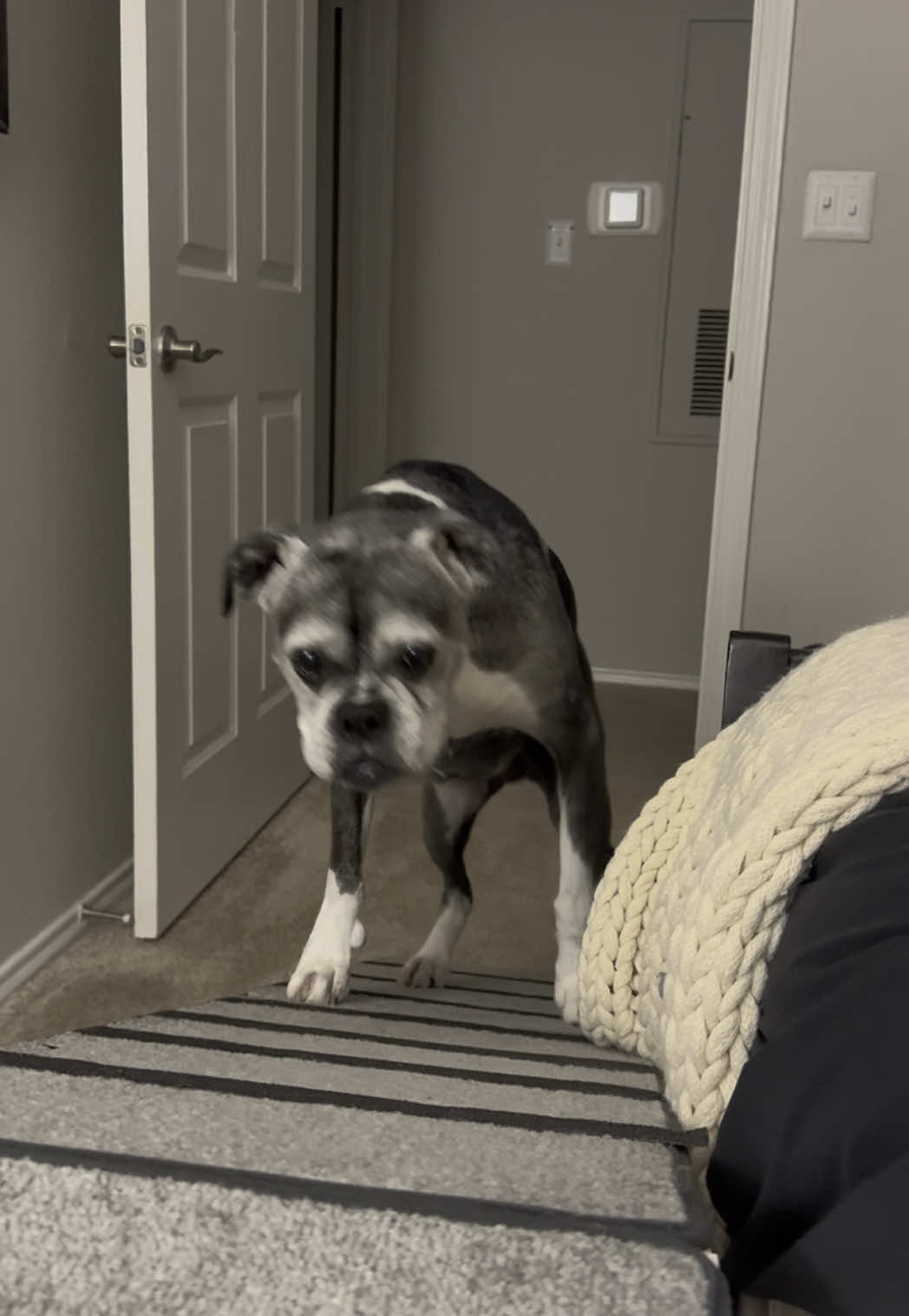 Ok I’m crying #seniordog #boxer 