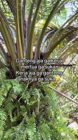 Gitu kah konsepnya😂 #aussie #sawitsumatra #sawitriau #sawitsumatra #sawitkalimantan #foryou #fyp #fypage #sawitbalap #fypdong #xybca 