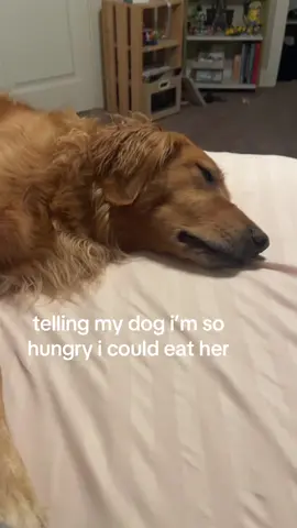 i interrupted her sleep this did not go well #goldenretriever #dog #fyp #foryoupage 
