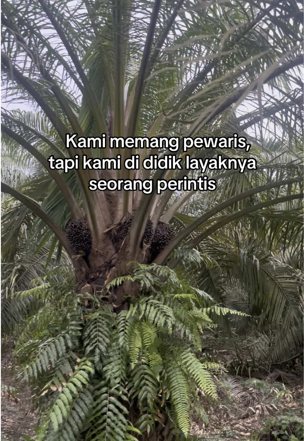Saatnya gantian anaknya yg gaspol💪#fyp #sawit #bosmuda #petanisawit #katakata #storywa #bossawit #juragan #morowali #sulawesitengah #masukberanda #viral #fyppppppppppppppppppppppp 