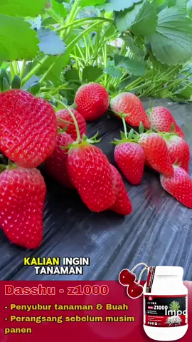 Dapatkan Dasshu Z1000 Sekarang Juga Sebelum Kehabisan!!! #pupuk #pupukorganik #pupukbuah #petani #petanimuda #petaniindonesia🇮🇩🇮🇩🇮🇩🌿🌿 #petanimilenial #petanimodern #fyp #tiktok 