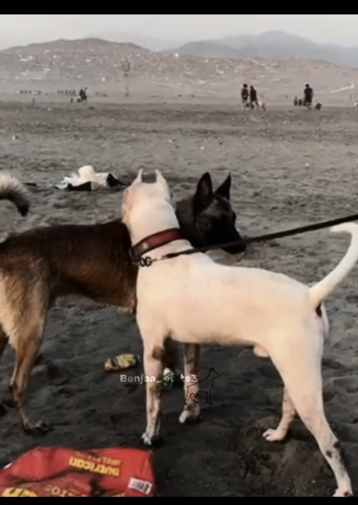 Dogo Argentino x pastor belga 🔥🙀#pastorbelgamalinois #vs #dogoargentino #edits #contenido #foryour #fyp #viral #dogs #fyppppppppppppppppppppppp #fyppppppppppppppppppppppp 