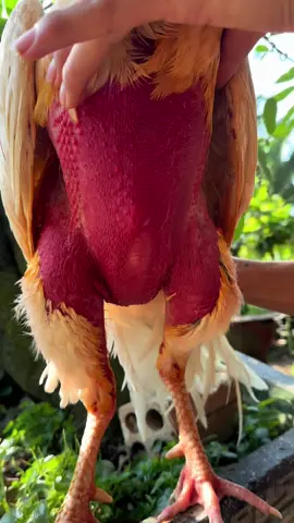 Nói tiếng thái cho mấy chú nghe con 😄