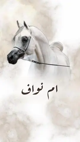 شيلة باسم ام نواف جديده