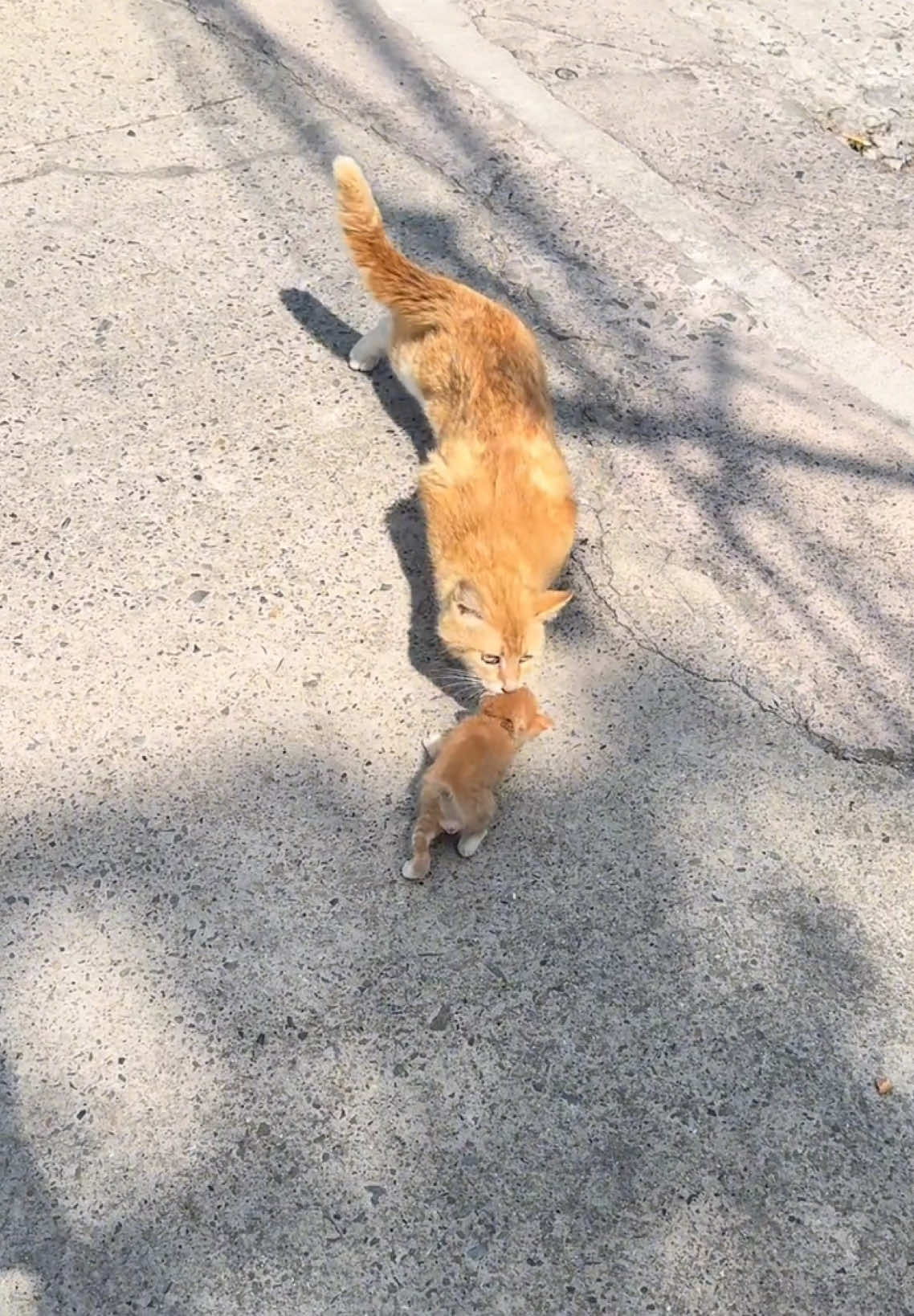 Mom: Do you want to go to the end? I took it#fyp #cute #catsoftiktok #cats 