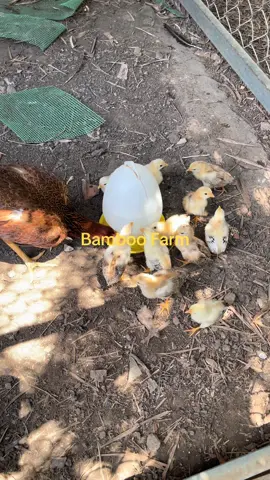 Hãy để nó về đúng bản chất sinh tồn vốn có của nó 😀😀😀 9 ngày tuổi và rất năng động 🫶🫶🫶#bamboofarm #cubanbamboo #japbamboo #asilbamboo #perubamboo #greybamboo 
