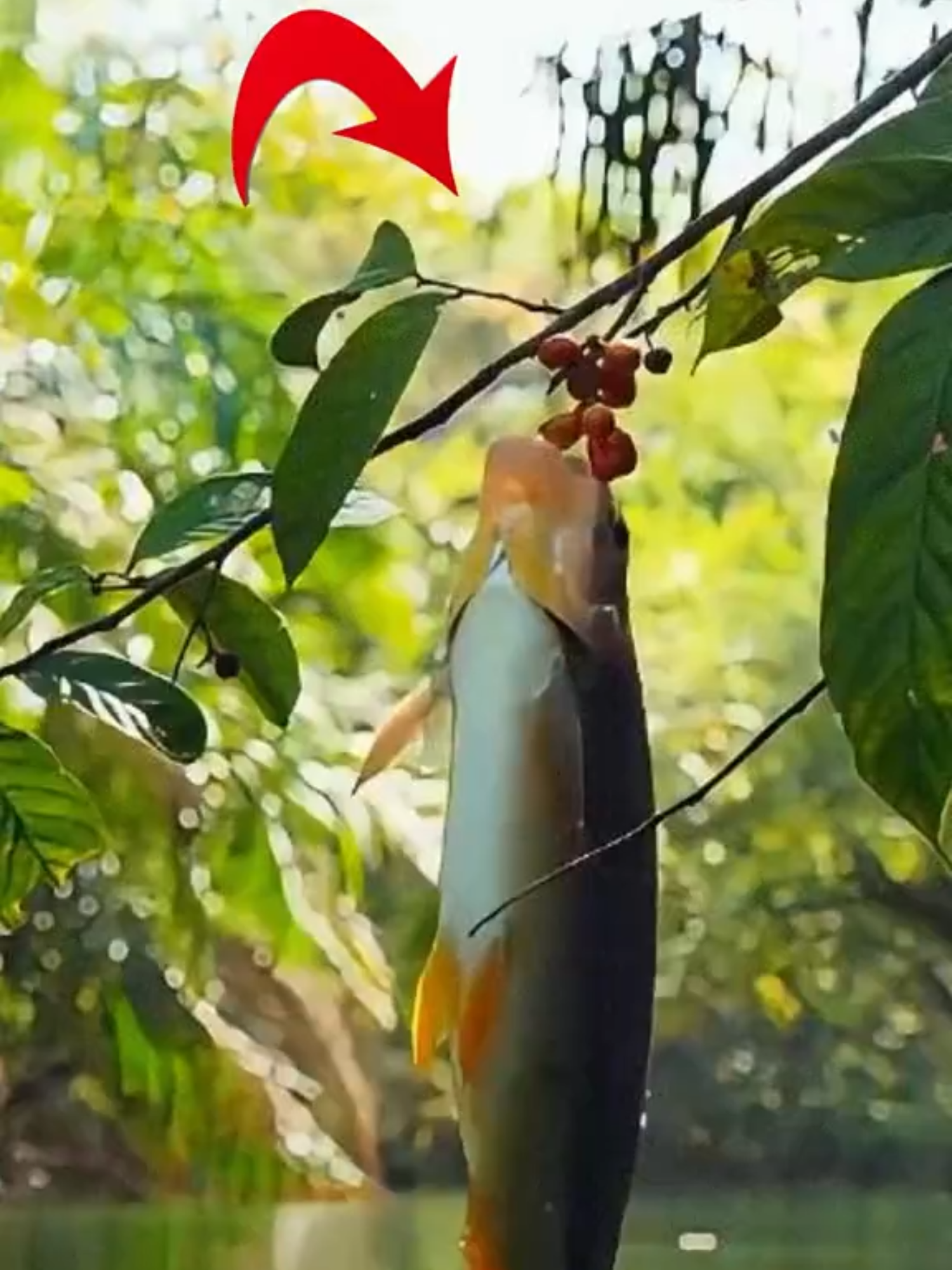 Peixes Acrobatas? Eles Pegaram Frutas no AR! #peixes #natureza #animais