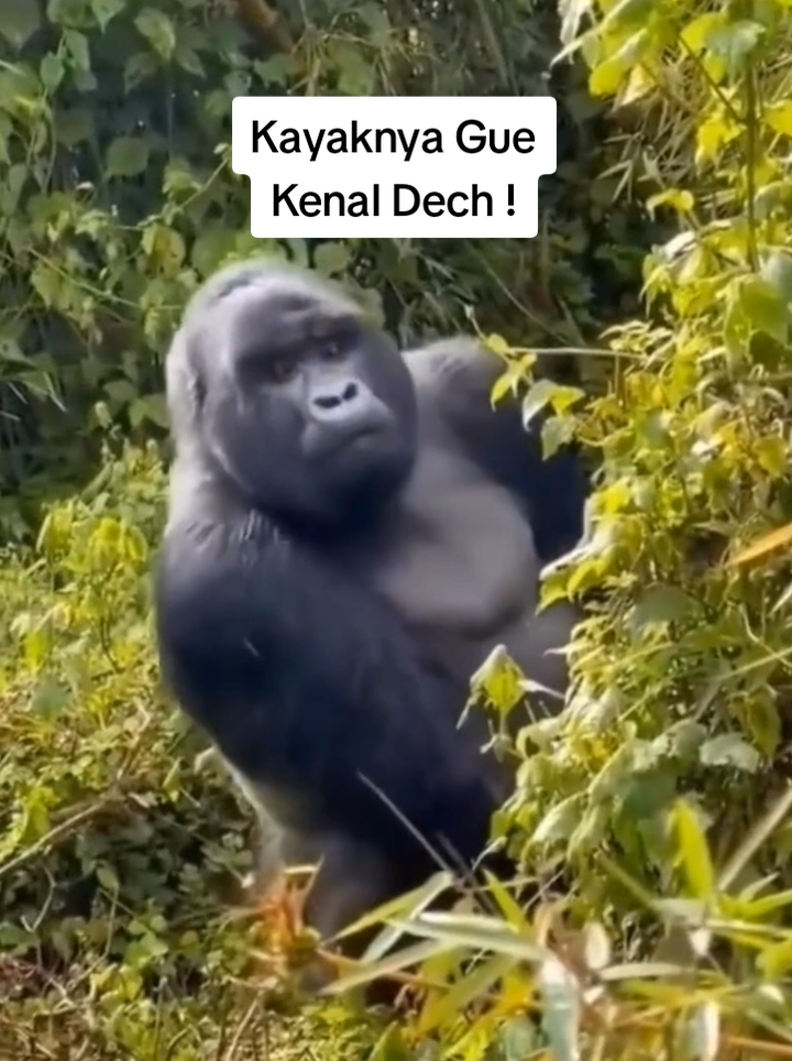 Kayak Kenal...!!! #hook #videolucu #orangutan #diliatinbocil