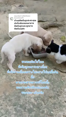 ตอบกลับ @boonchuay78 