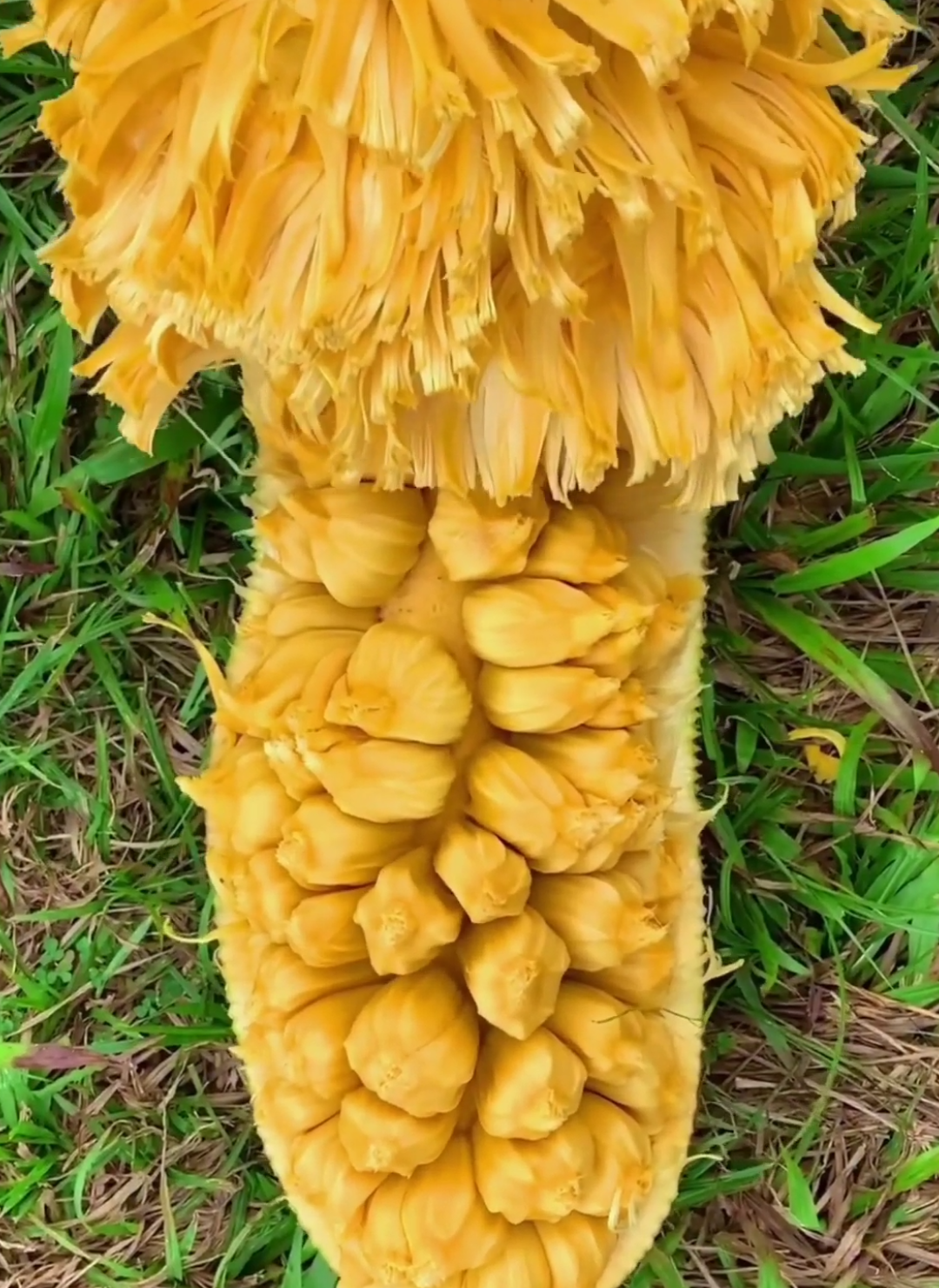 keponakan Buah nangka satu ini sangat istimewa😋 #cempedak #jackfruit #fyp 