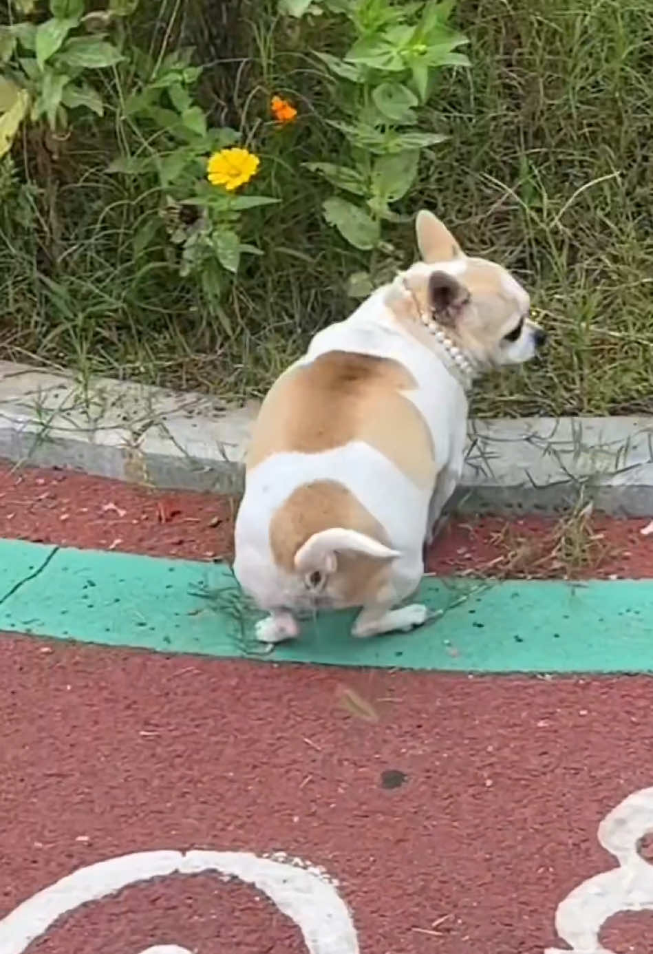 “A dog staring into the distance… maybe waiting for someone.”#S#SadDogE#EmotionalMomentA#AnimalsWithFeelingsD#DogThoughtsP#PetLoveT#TikTokPetsW#WholesomeAnimalsSilentStory