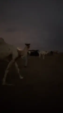 #511 #الدودامي 