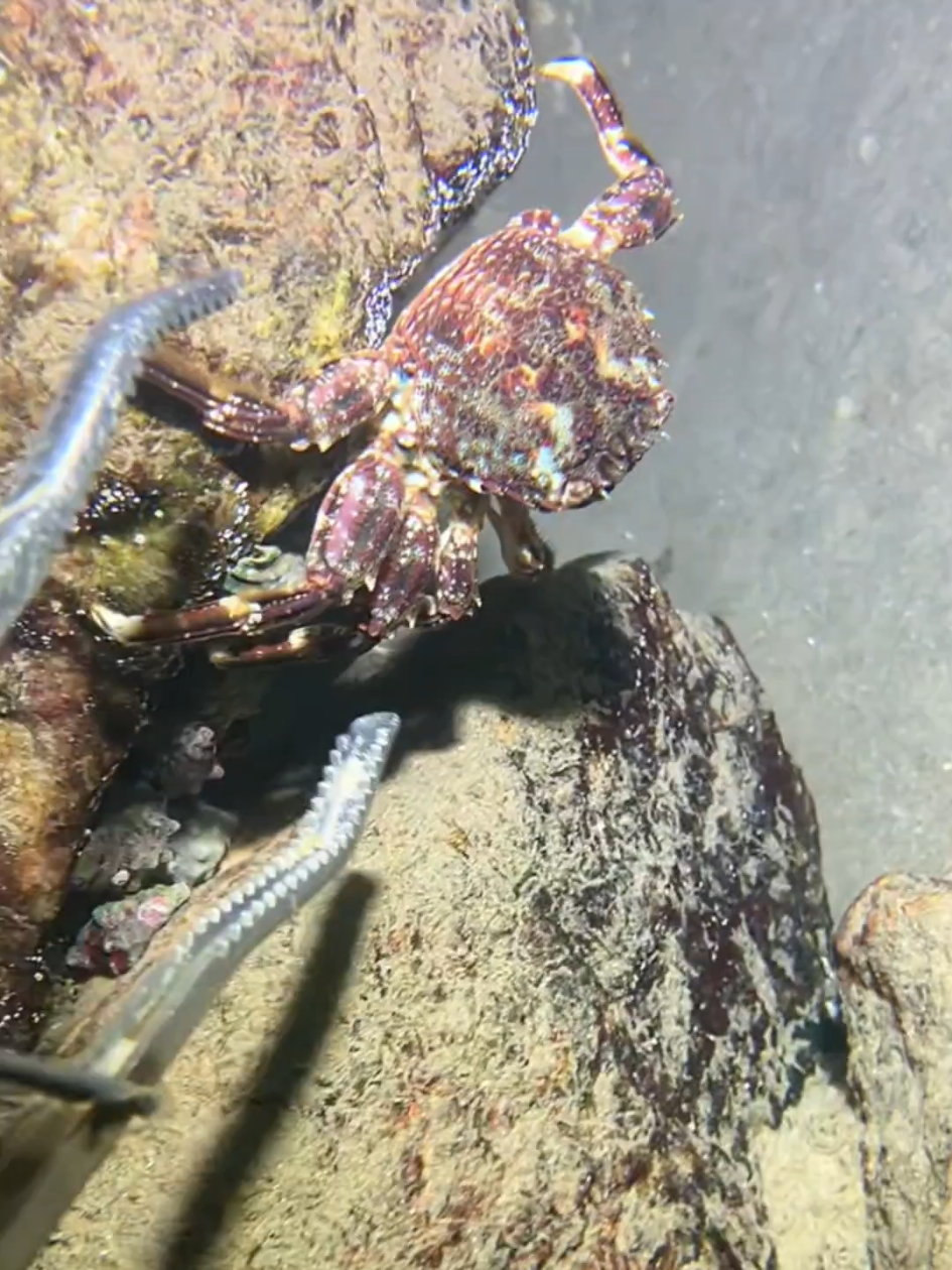 #diving #crab #catchthesea #seaside #seafood #fish #eel #lobster #seangsolofishing