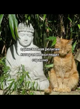 #будда #рекии #рекомендации #варявопрос? #варявопрос 