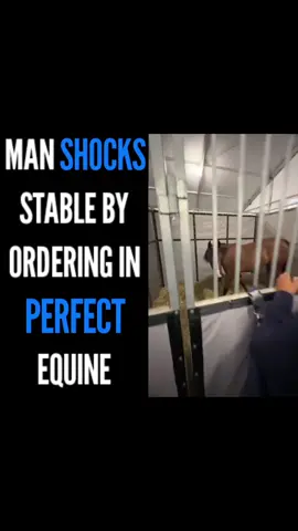 Can you believe this? I sure can’t!  #horse #horsetok #fyp #fypシ #trending #gorilla #100menvs1gorilla #diadelniño #equine #NBA 