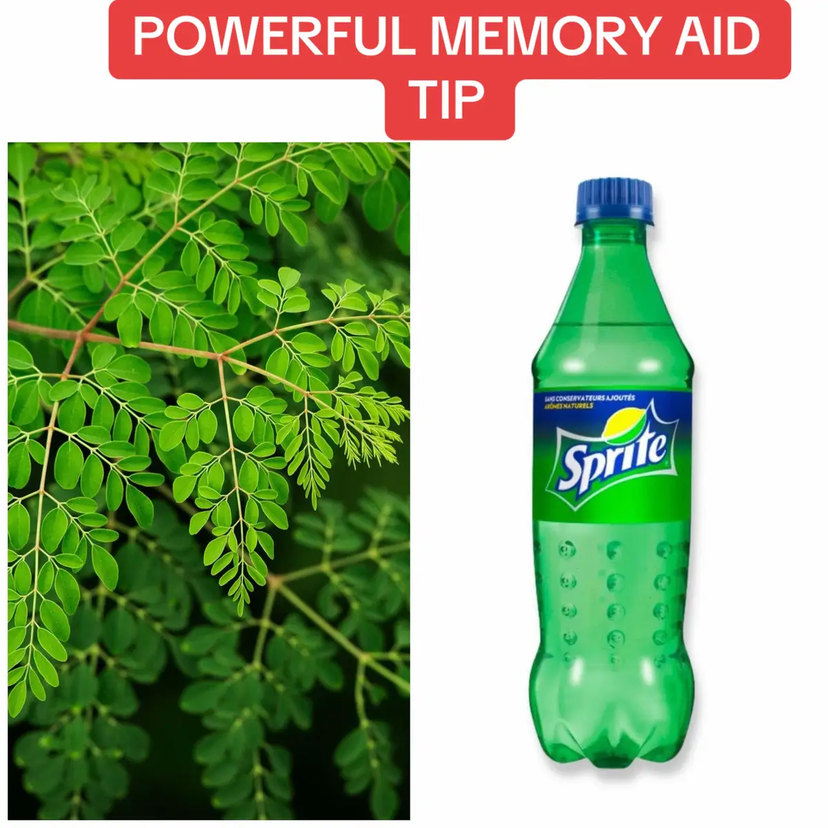POWERFUL MEMORY AID TIP How to improve your intelligence with moringa leaves? This is to help our children keep up with their studies. Don't overdo it with this recipe because it's so powerful. Prepare your children on every level during the holidays, even during school. #INGREDIENTS - Moringa leaves - 50 cl Sprite drink #PROCEDURE Crush the moringa leaves in the Sprite drink and store the drink. Have your child drink this drink from time to time, repeatedly every day. If you notice that your child is reciting their lessons while asleep, please stop using it. Don't hesitate to write to me on WhatsApp if you have any relationship or spiritual problems. I'm available to help you. My number is in Bio☝🏾