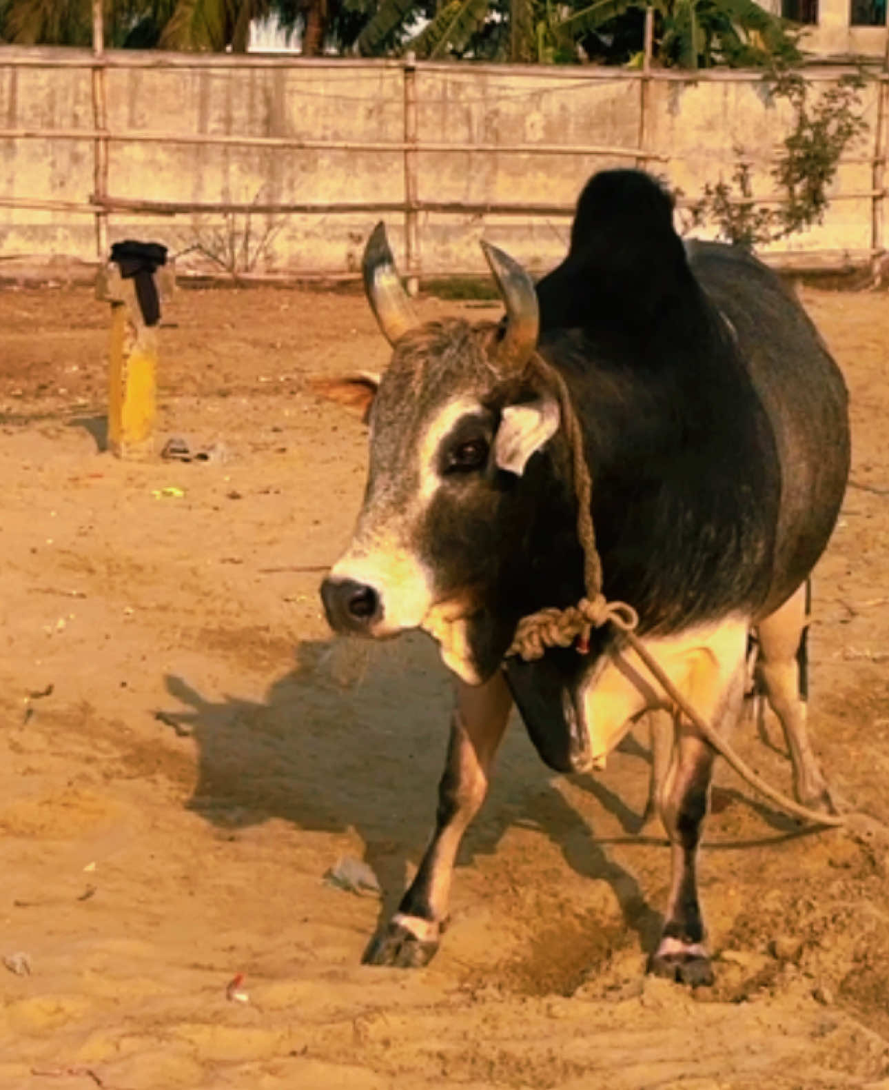 Pongki Raj💝#ctgfighterbulls #cowlovers #bullfighter #foryoupage #viral #viralvideo #everyone 