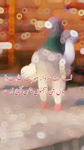 Allhumdulilha. #کبوتربازی2022 #کبوترباز۔بھائیو۔کے۔لیے۔دعا۔کی۔اپیل #pigeon #kabotar #kabotarparwari #kabotarbaziloverz #کبوتربازی #viral #punjab #islamabad #pakistan 