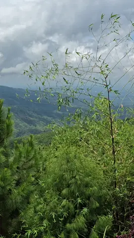 Kimarayag Breeze 🍃 #Kimarayag #NatureFeels #MountainView #kimarayag_pigcawayan❤  #NatureVibes #HiddenGemPH #ExplorePigcawayan #TravelPhilippines #NatureLoversPH #ChasingViews #WanderMore #EcoTravel #TaraGala #PinoyTraveler #PhilippineDestinations #BukidnonDiaries #CloudyMountains #FreshAirFeels #NatureReels #tiktoktravel