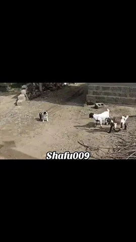 #粉丝一千万#pet#pets#cute#funny#viral#animals#funnyvideos#IoI  #foryou#fyp#fypツ 